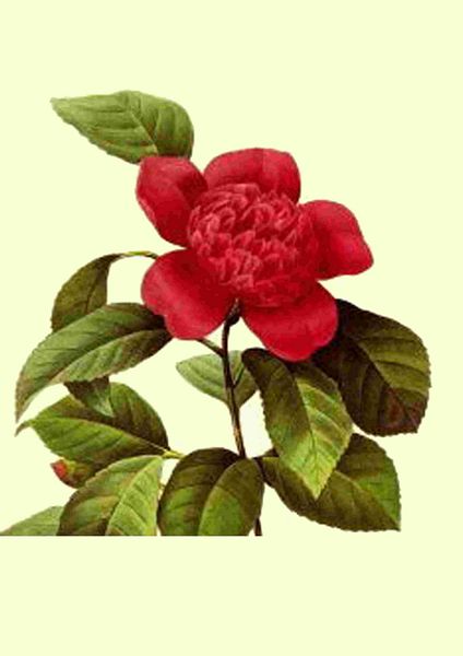 Fountain of Flowers 2 -  Set 05. 60 Pages to DOWNLOAD